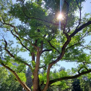 Soins énergétiques terre élément élémentaux